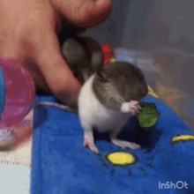 Hamster Eating GIF - Hamster Eating Hungry GIFs