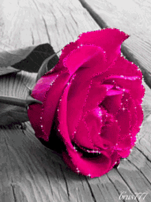 rose sparkle red rose flower changing colors