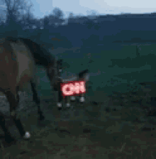Horse Kick GIF - Horse Kick Cnn GIFs