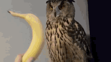 yoll eagle owl yoll nika nika zubra banana