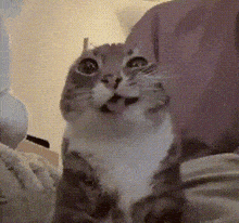 a gray and white cat is sitting on a bed with its mouth open .