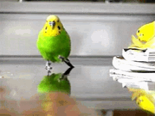 Parakeet Run GIF