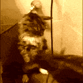 a cat with a toothbrush in its mouth