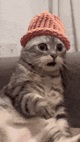 Cat Wife GIF - Cat Wife Hate You GIFs