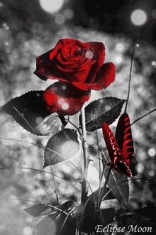 Butterfly Roses GIF - Butterfly Roses Red Rose GIFs