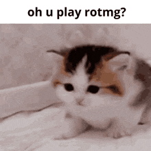 Rotmg Kitten GIF - Rotmg Kitten Oh You Play Rotmg GIFs