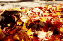 Leaves GIF - Leaves Autumn Cat GIFs