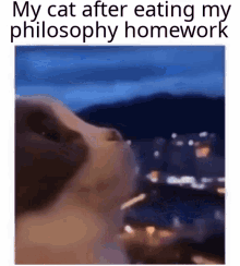 Cat Philosophy GIF - Cat Philosophy Meme GIFs