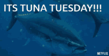 Tuna Yay GIF - Tuna Yay Tuesday GIFs