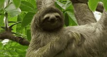Sloth Wildlife GIF - Sloth Wildlife Scratching GIFs