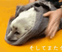 Creature Seal GIF - Creature Seal Baby GIFs