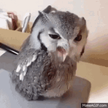Drunk Owl GIF - Drunk Owl Hey GIFs