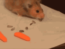 Hamster Larica GIF