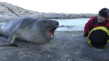 animals cute baby elephant seal