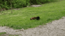 Dachshund Dackel GIF - Dachshund Dackel Wiener Dog GIFs