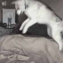 Wake Up Dog GIF - Wake Up Dog Bedtime GIFs