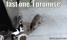 last one promise steal animal racoon