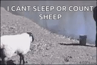Sheep Push GIF - Sheep Push Bully GIFs
