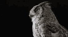 owl dramatic turn headturn