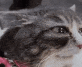 a close up of a cat wearing a pink collar .