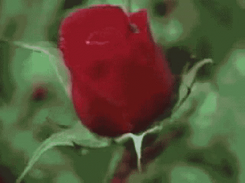 Rose Bloom GIF - Rose Bloom Pretty GIFs