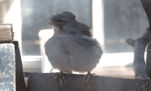 a small bird sitting on a rock with a window in the background