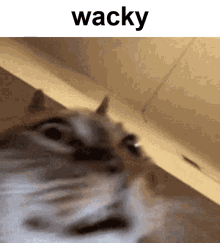 Wacky Cat GIF - Wacky Cat Silly GIFs