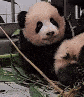 two panda bears are sitting next to each other eating bamboo leaves