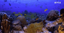 Documentary Chasing Coral GIF - Documentary Chasing Coral Netflix GIFs