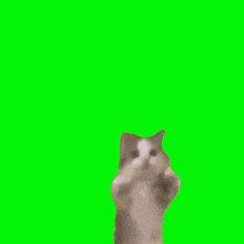 Mbrill Cat 1 GIF - Mbrill Cat 1 GIFs