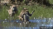 Baboons Wading GIF - Baboons Wading GIFs