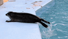 a seal laying on the edge of a swimming pool