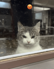 a gray and white cat looking out a window with an angry face on the glass