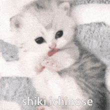 Shiki Imas GIF - Shiki Imas Cat GIFs