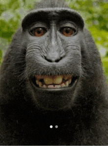 a close up of a monkey 's face with its mouth open and teeth visible .