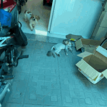 a dog laying on a tiled floor next to a cardboard box