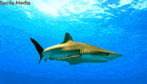 a shark is swimming in the ocean with the words sanda media written on the bottom
