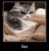 Cat Ban GIF - Cat Ban Demotivator GIFs