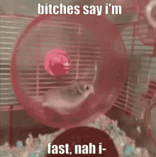 hamster hampter speed fast bitch