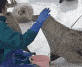 Seal Seal Dance GIF - Seal Seal Dance Excited Seal GIFs