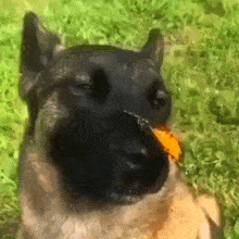 Jopa собака с бабочкой на носу GIF