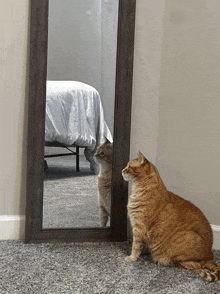 Reflections Cat GIF