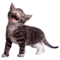 a gray and white kitten with its mouth open and a photo taken by athanos