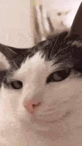 a black and white cat is looking at the camera and making a funny face .