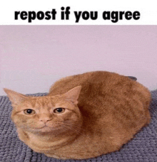 a cat is laying on a blanket with a caption that says repost if you agree
