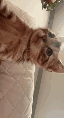 Selfie Cute GIF - Selfie Cute Kitten GIFs