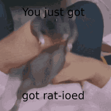 Rat Ratio GIF