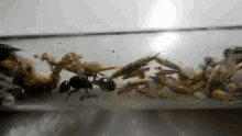 Messor Barbarus Ants GIF - Messor Barbarus Ants Ameisen GIFs
