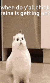 a picture of a cat with a caption that says " when do y all think raina is getting on "