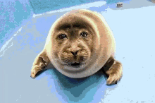 baikal seal seal getting attacked crying seal skrunkly desktop destroyer